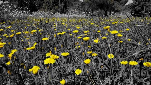 Montseret Fleurs 2023-3 Correc