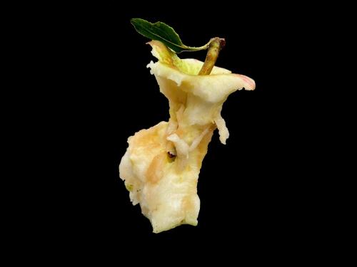 Trognon Pomme Detoure3 Correc